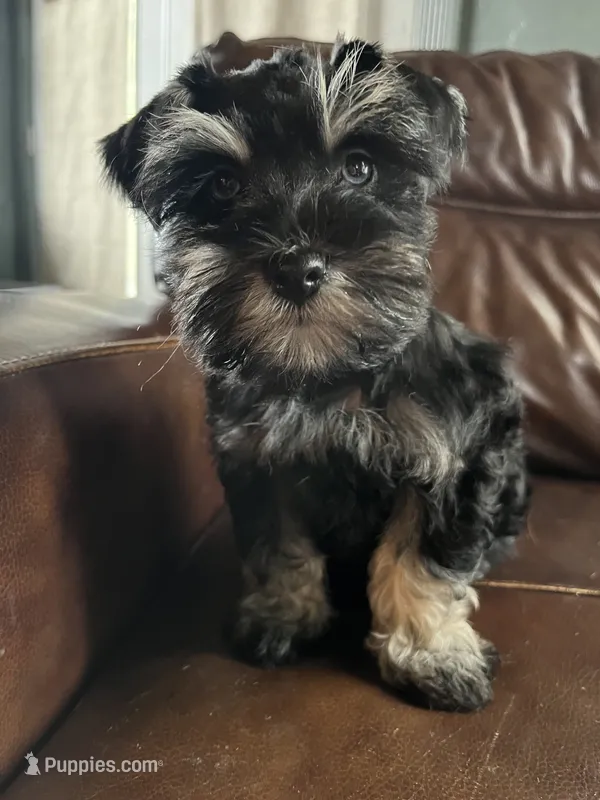 Bonita – Miniature Schnauzer puppy for sale in Muskogee, OK