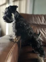 Bonita, a female Miniature Schnauzer for sale in Muskogee, OK – 2 of 5