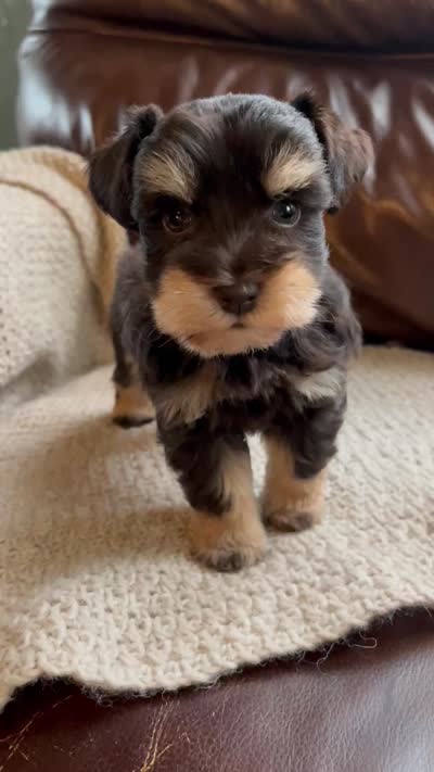 Cypress, a male Miniature Schnauzer for sale in Muskogee, OK – 1 of 1