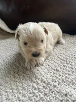 Calida, a female Miniature Schnauzer for sale in Muskogee, OK – 2 of 2