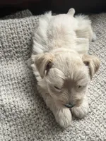 Calida, a female Miniature Schnauzer for sale in Muskogee, OK – 2 of 4