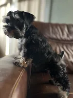 Bonita, a female Miniature Schnauzer for sale in Muskogee, OK – 3 of 5