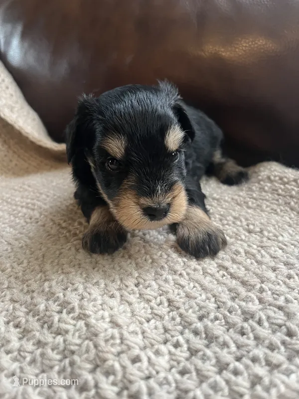 Fuego – Miniature Schnauzer puppy for sale in Muskogee, OK
