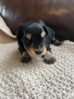 Fuego, a male Miniature Schnauzer for sale in Muskogee, OK – 1 of 3