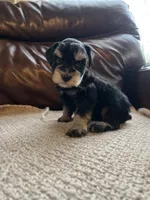 Fuego, a male Miniature Schnauzer for sale in Muskogee, OK – 2 of 2
