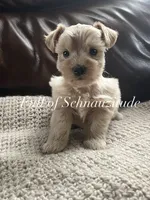 Caliente, a female Miniature Schnauzer for sale in Muskogee, OK – 1 of 2