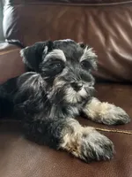 Bonita, a female Miniature Schnauzer for sale in Muskogee, OK – 4 of 5