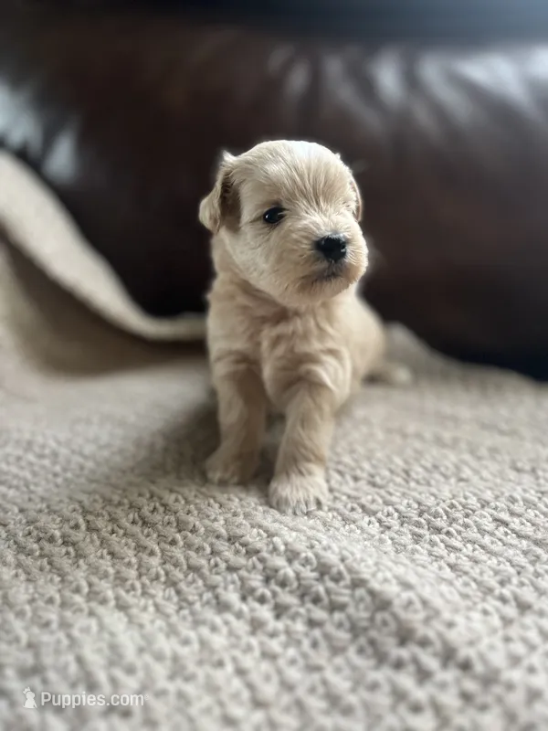 Caliente  – Miniature Schnauzer puppy for sale in Muskogee, OK