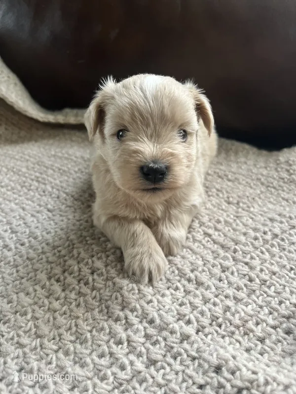 Calida – Miniature Schnauzer puppy for sale in Muskogee, OK