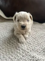 Calida, a female Miniature Schnauzer for sale in Muskogee, OK – 1 of 2