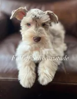 Ronan, a male Miniature Schnauzer for sale in Muskogee, OK – Photo 1 of 8
