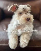 Ronan, a male Miniature Schnauzer for sale in Muskogee, OK – Photo 2 of 8