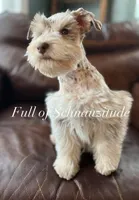 Ronan, a male Miniature Schnauzer for sale in Muskogee, OK – Photo 7 of 8