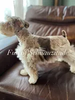 Ronan, a male Miniature Schnauzer for sale in Muskogee, OK – Photo 8 of 8