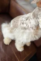 Ronan, a male Miniature Schnauzer for sale in Muskogee, OK – Photo 5 of 8