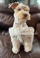 Ronan, a male Miniature Schnauzer for sale in Muskogee, OK – Photo 6 of 8