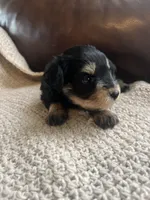 Fuego, a male Miniature Schnauzer for sale in Muskogee, OK – 2 of 3