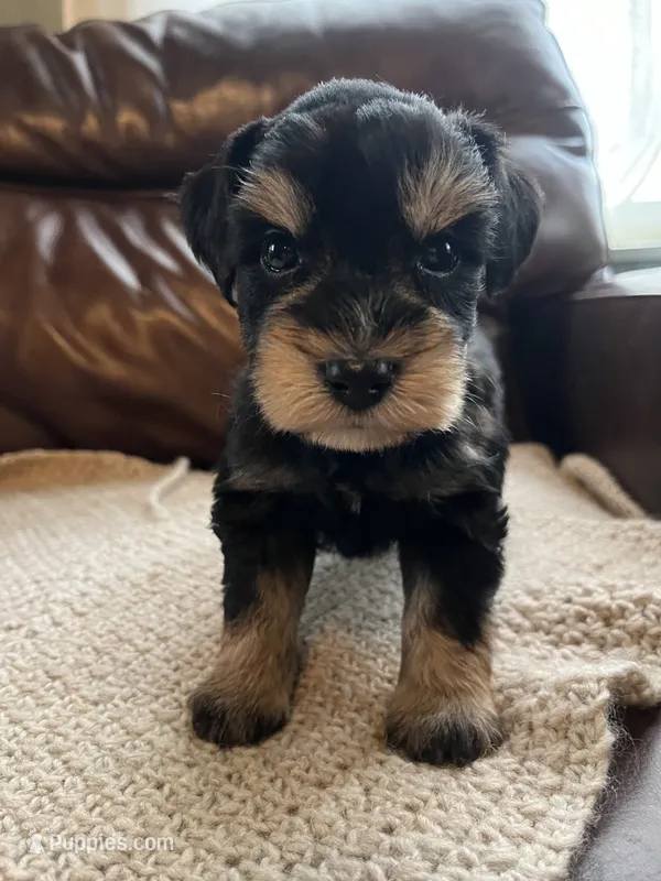 Fuego – Miniature Schnauzer puppy for sale in Muskogee, OK