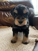 Fuego, a male Miniature Schnauzer for sale in Muskogee, OK – 1 of 2