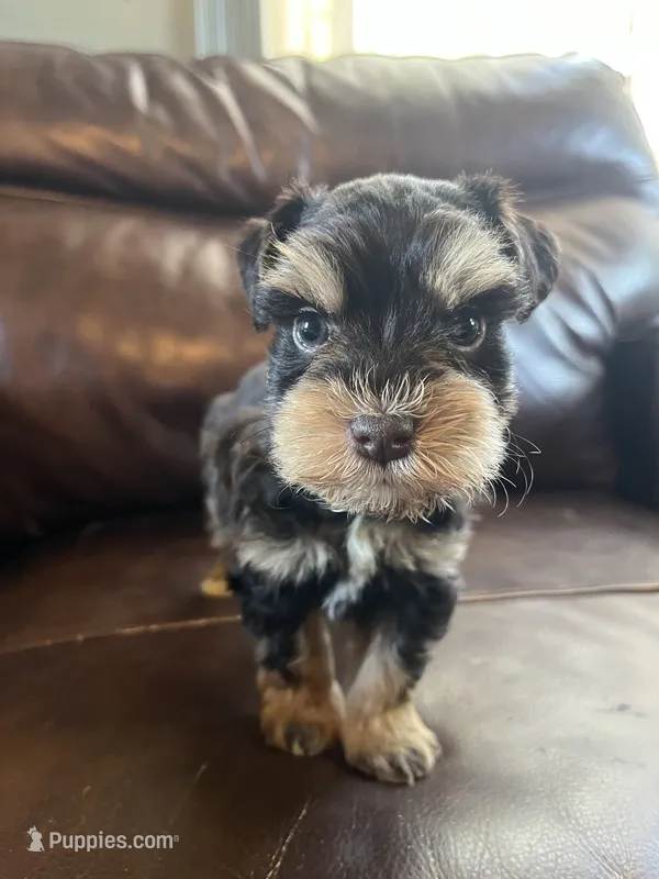 Rojo  – Miniature Schnauzer puppy for sale in Muskogee, OK