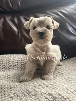 Caliente, a female Miniature Schnauzer for sale in Muskogee, OK – 2 of 2