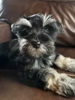 Bonita, a female Miniature Schnauzer for sale in Muskogee, OK – 5 of 5