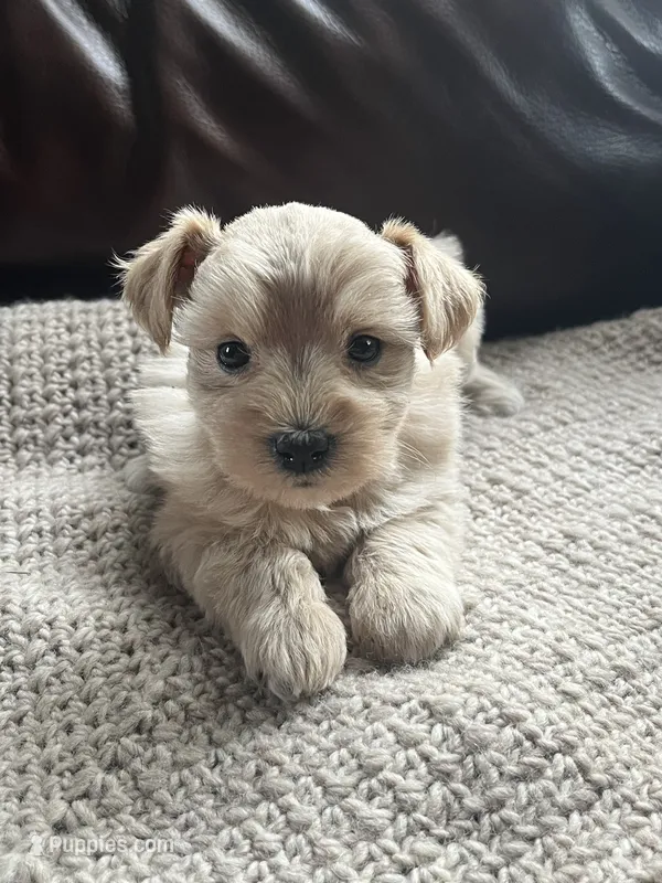 Calida – Miniature Schnauzer puppy for sale in Muskogee, OK