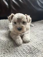 Calida, a female Miniature Schnauzer for sale in Muskogee, OK – 1 of 4