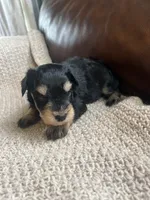 Fuego, a male Miniature Schnauzer for sale in Muskogee, OK – 3 of 3
