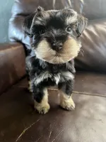 Sequoia , a female Miniature Schnauzer for sale in Muskogee, OK – 1 of 2
