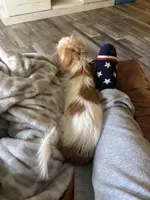 Piper, a female Shorkie for sale in Parker, CO – Photo 3 of 5