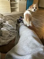 Piper, a female Shorkie for sale in Parker, CO – Photo 4 of 5