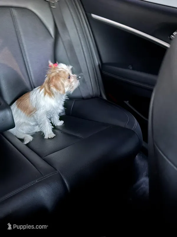 Piper, a female Shorkie for sale in Parker, CO – Photo 1 of 5