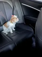 Piper, a female Shorkie for sale in Parker, CO – Photo 1 of 5