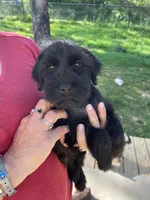 Blk and white, a male Miniature Schnauzer for sale in Asheville, NC – Photo 2 of 10