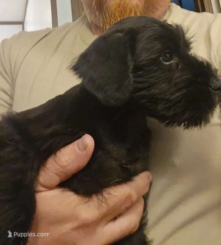 Blk and white – Miniature Schnauzer puppy for sale in Asheville, NC