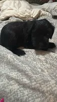 Blk and white, a male Miniature Schnauzer for sale in Asheville, NC – Photo 8 of 10