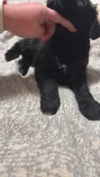 Blk and white, a male Miniature Schnauzer for sale in Asheville, NC – Photo 3 of 10