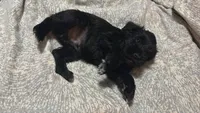 Blk and white, a male Miniature Schnauzer for sale in Asheville, NC – Photo 5 of 10