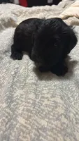 Blk and white, a male Miniature Schnauzer for sale in Asheville, NC – Photo 6 of 10