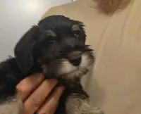 Black and Silver male, a male Miniature Schnauzer for sale in Asheville, NC – Photo 9 of 9