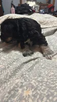 Black and Silver male, a male Miniature Schnauzer for sale in Asheville, NC – Photo 6 of 9