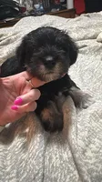 Black and Silver male, a male Miniature Schnauzer for sale in Asheville, NC – Photo 4 of 9