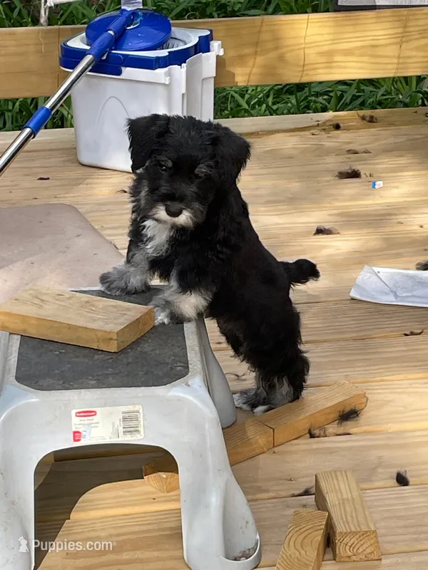 Black and Silver male – Miniature Schnauzer puppy on hold in Asheville, NC