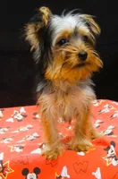 Suri, a female Yorkshire Terrier for sale in Paterson, NJ – 5 of 10