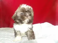 Tank, a female Shih Tzu for sale in Paterson, NJ – Photo 2 of 2