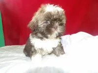 Tank, a female Shih Tzu for sale in Paterson, NJ – Photo 1 of 2