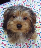Sally, a female Yorkshire Terrier for sale in Paterson, NJ – 9 of 10