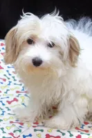 Sage, a male Maltipoo for sale in Paterson, NJ – 3 of 10