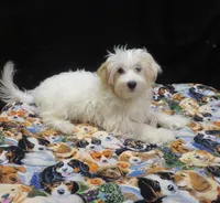 Saxen, a female Maltipoo for sale in Paterson, NJ – 5 of 5